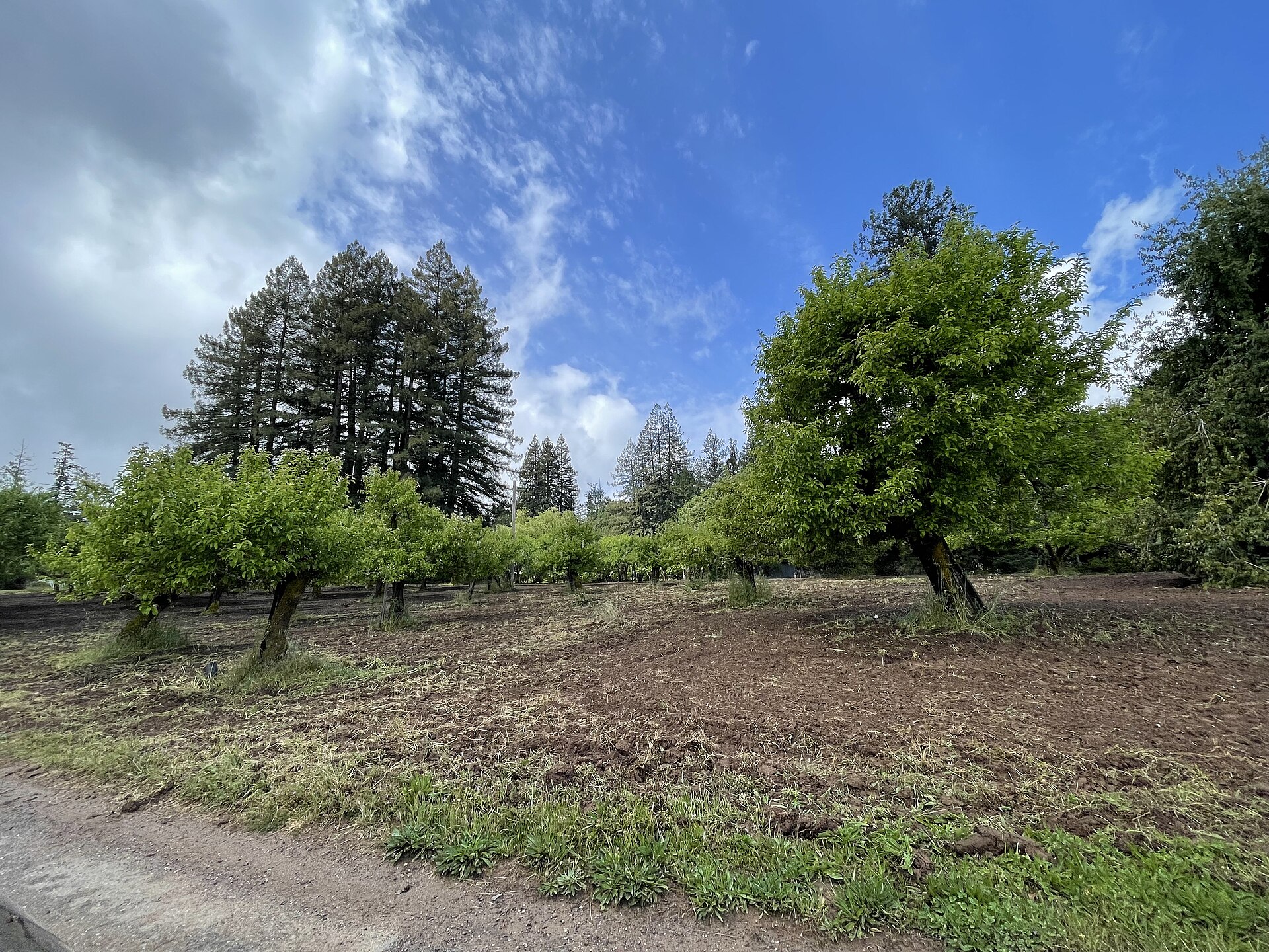 Movers in Sebastopol, CA